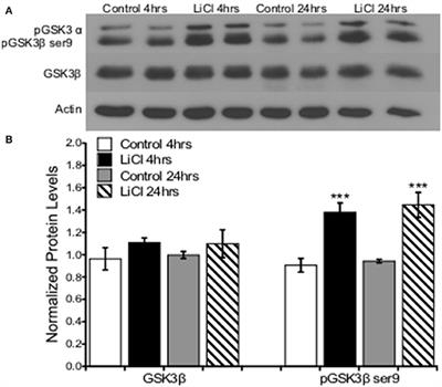Lithium Inhibits <mark class="highlighted">GSK3β</mark> and Augments GluN2A Receptor Expression in the Prefrontal Cortex